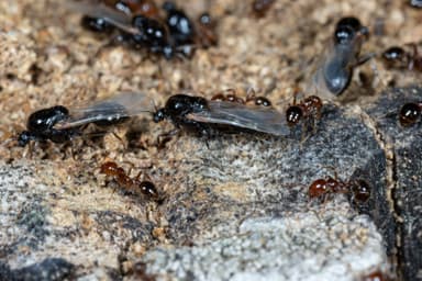 Solenopsis invicta photo 142