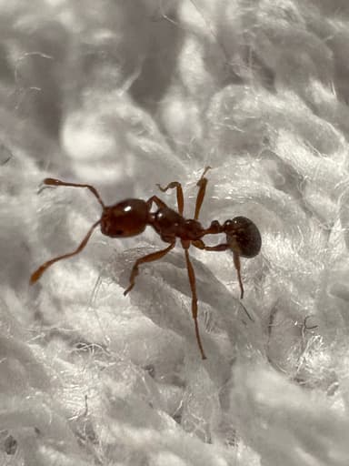 Solenopsis invicta photo 143