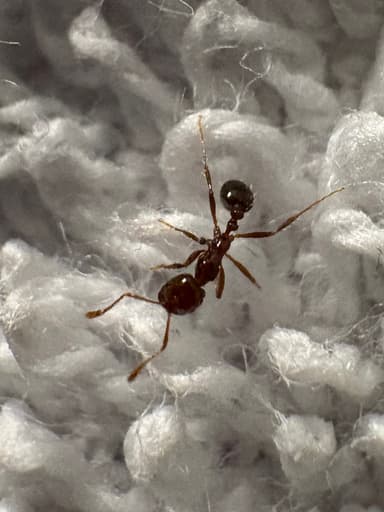 Solenopsis invicta photo 144