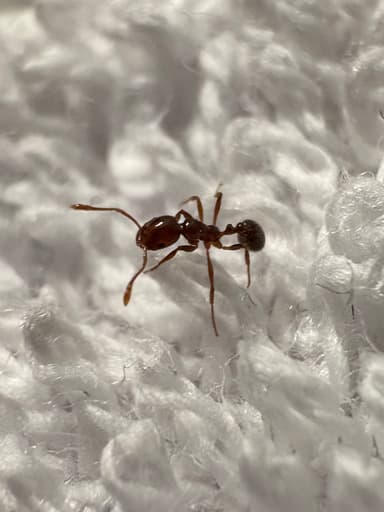 Solenopsis invicta photo 145