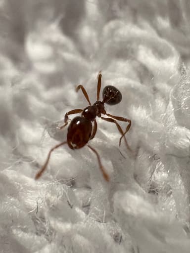 Solenopsis invicta photo 146