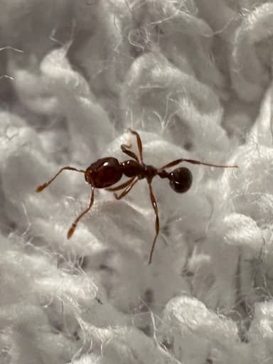 Solenopsis invicta photo 147