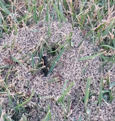 Solenopsis invicta photo 149
