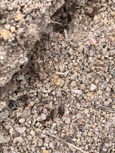 Solenopsis invicta photo 150