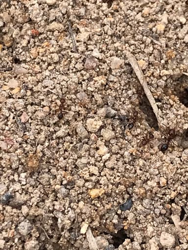 Solenopsis invicta photo 153