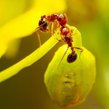 Solenopsis invicta photo 158