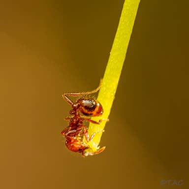 Solenopsis invicta photo 159