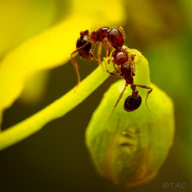 Solenopsis invicta photo 160