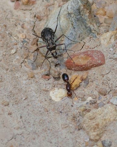 Solenopsis invicta photo 161