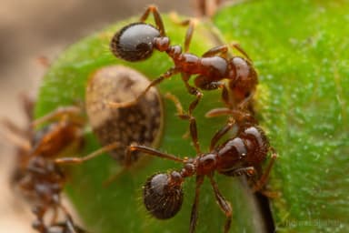 Solenopsis invicta photo 162