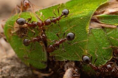 Solenopsis invicta photo 164