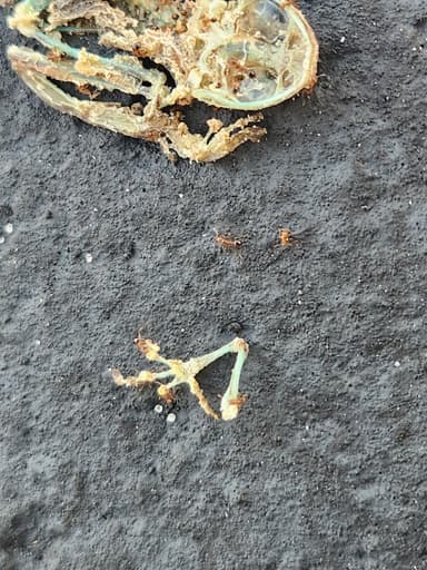 Solenopsis invicta photo 166