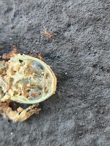 Solenopsis invicta photo 167