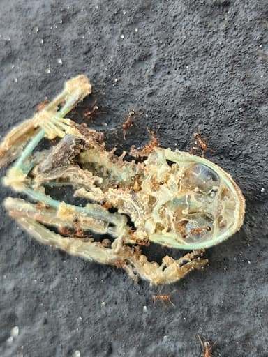 Solenopsis invicta photo 168