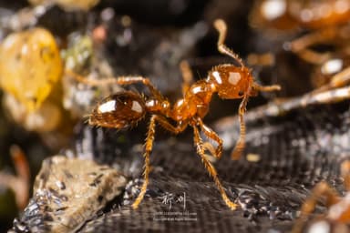 Solenopsis invicta photo 170