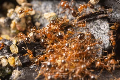 Solenopsis invicta photo 171