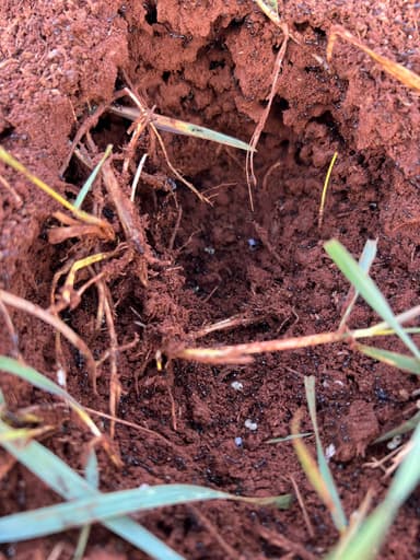 Solenopsis invicta photo 172