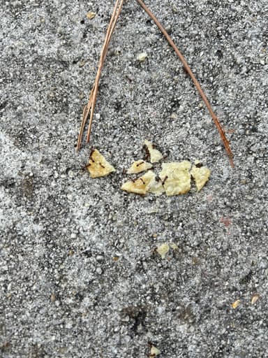 Solenopsis invicta photo 174