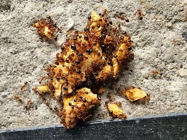Solenopsis invicta photo 179