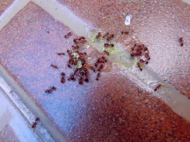 Solenopsis invicta photo 180