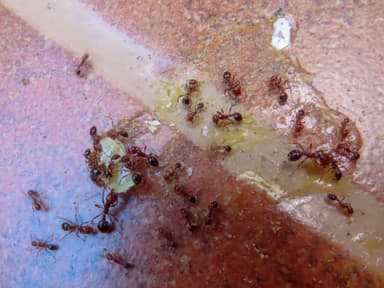 Solenopsis invicta photo 181
