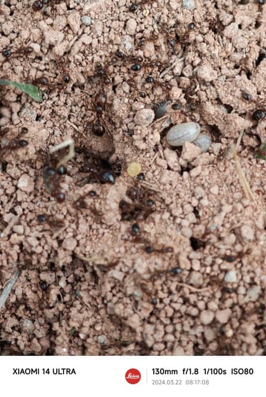 Solenopsis invicta photo 182
