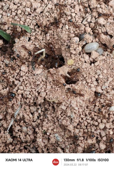 Solenopsis invicta photo 183