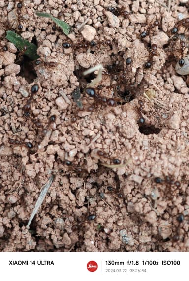Solenopsis invicta photo 184