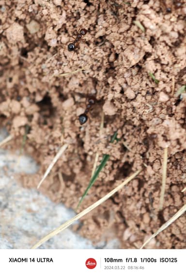 Solenopsis invicta photo 185
