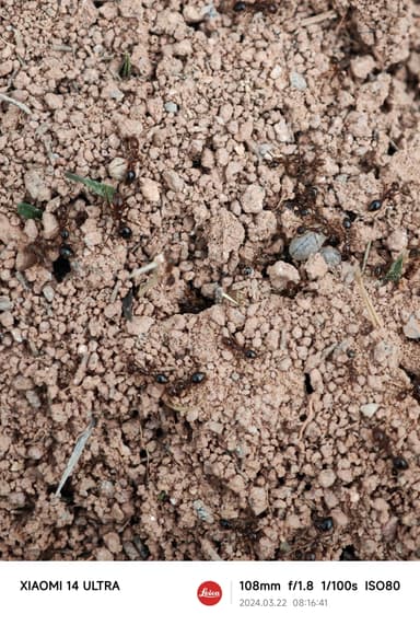 Solenopsis invicta photo 186