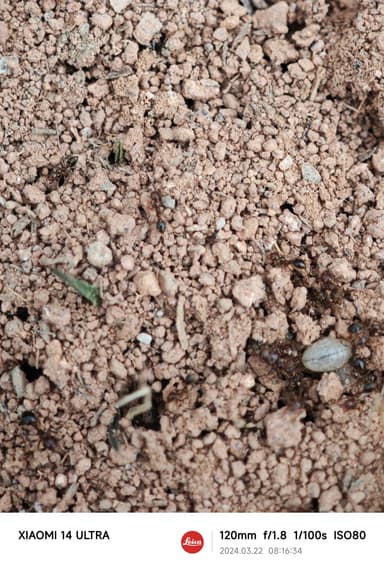 Solenopsis invicta photo 188