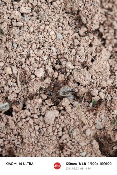 Solenopsis invicta photo 189