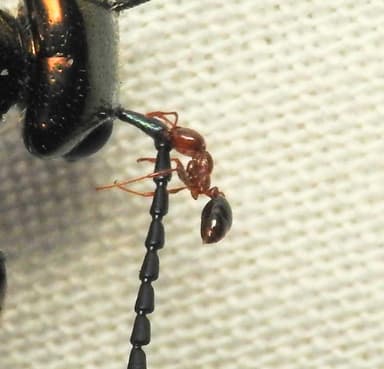 Solenopsis invicta photo 190