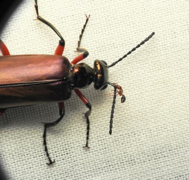 Solenopsis invicta photo 191