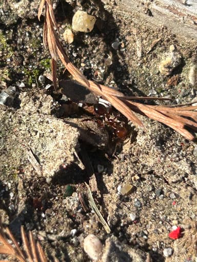 Solenopsis invicta photo 192