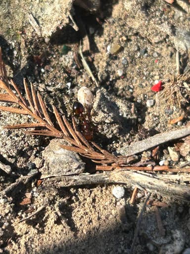 Solenopsis invicta photo 193