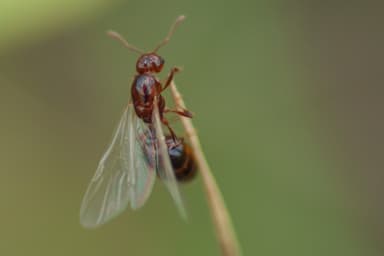 Solenopsis invicta photo 195