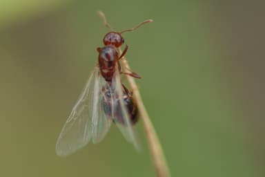 Solenopsis invicta photo 196