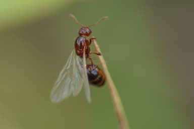 Solenopsis invicta photo 197