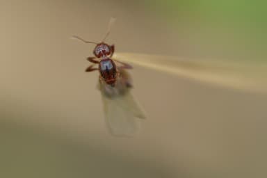 Solenopsis invicta photo 198