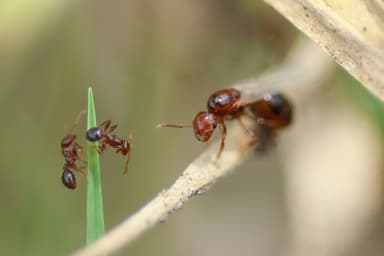 Solenopsis invicta photo 199