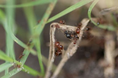 Solenopsis invicta photo 202