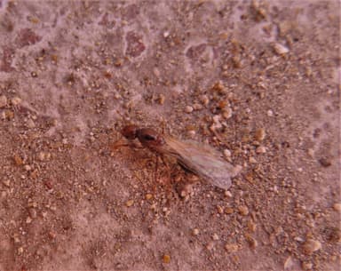 Solenopsis invicta photo 209