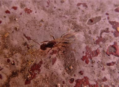 Solenopsis invicta photo 210