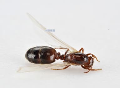 Solenopsis invicta photo 211