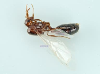 Solenopsis invicta photo 212
