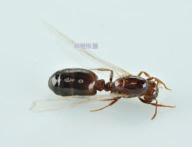 Solenopsis invicta photo 213