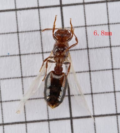 Solenopsis invicta photo 214