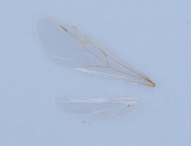 Solenopsis invicta photo 215
