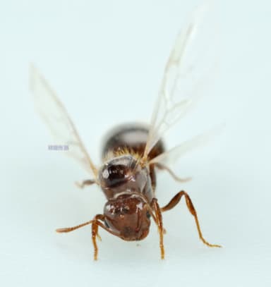 Solenopsis invicta photo 216